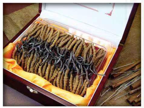 克孜勒苏柯尔克孜冬虫夏草回收